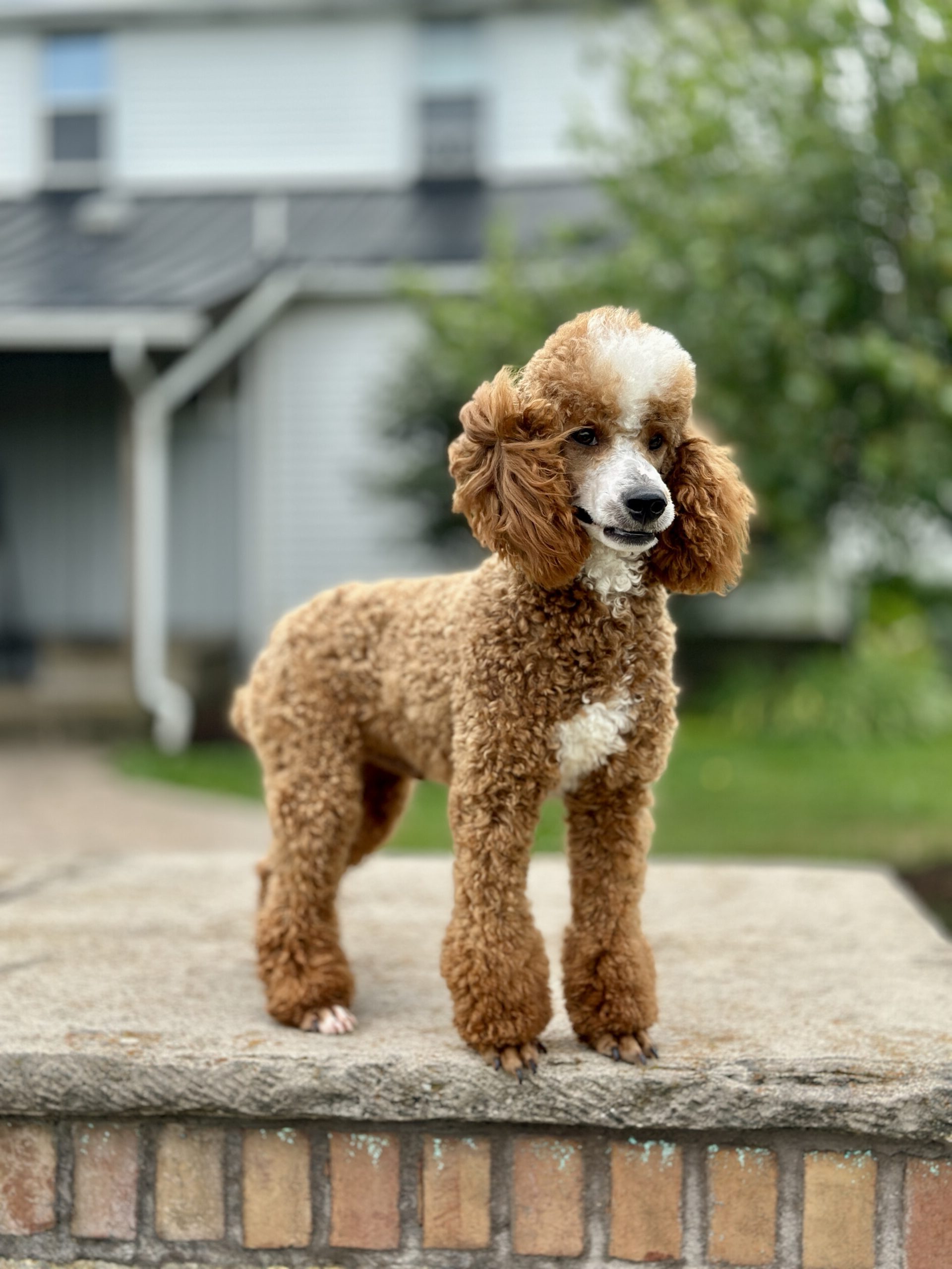 Majesty 2501-44 Majesty 2501-44